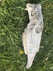 Rare Unique Real Upper Mature Horse Skull Head Sun Bleached