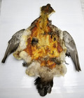 Nice Drake Wood Duck Skin With 2 Wings Fly Tying