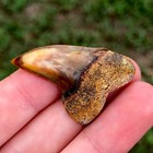 Red Dot Bakersfield Planus Fossil Mako Shark Tooth Hill Great White Isurus