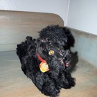 Vtg Steiff  Snobby Poodle Dog Black 1950s - 15cm 6in No Tag Petite Steiff 