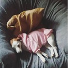 Dog Winter Hoodie  The Dog Face Coat Warm Dog Vest For Small Medium Large Dog