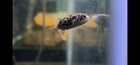 Leopard Puffer 1 5   2        Live Freshwater Fish     Rare  Bold  And Captivating