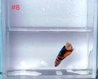 Betta Nemo Multi Male Live Fish High Quality 8