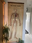 Antique Anatomy  Full Size Wall Chart  Blood Vessels