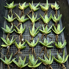 Aloe Pillansii X4 x8  Collector   s Item