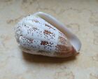 Conus Arenatus Beautiful Wow Pattern Huge Sea Shell 88 7mm Coloration Specimen
