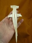  shark-w2  Little White Hammerhead Shark Display Figurine Bali Carving Sharks