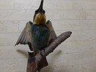 Bird Golden Bee-eater  Merops Apiaster  Taxidermy  Not A Member Of Cites 