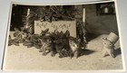 Rare Antique Vintage American Merry Christmas Kittens Snapshot Photo  Cute Cats 