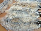Tanned  1 Heavy Furred Badger Hide fur taxidermy free Ship trapping pelts