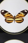 Real Mounted Butterfly s In Glass Frame 11 75  X 5 75 