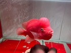 Premium Super Red Monkey Flowerhorn Full Red Big Size 17-21cm - Pnpv 40
