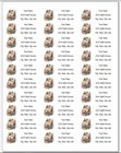 150 Persian Cat Flowers Mailing Return Address Labels Personalized