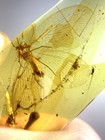 Big Psychopsidae  Burmite Cretaceous Amber Fossil Dinosaurs Era