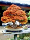 Trident Maple Tree Seeds  acer Buergerianum  Hardy Fall Colors Bonsai Plant