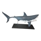 4d Vision Great White Shark Anatomy Model 