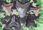 Megalodon Sharks Teeth 5 No Restorations Fossil Sharks Teeth Tooth