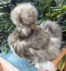 6  Mottled Silkie Hatching Eggs  Knownbreeder Lines  Show Quality  Npip ai Clean