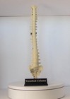 Spine Anatomical Model - Vertebral Column Replica  Desk Art For Chiropractors