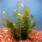  buy 2 Get 1 Free  Hornwort Coontail Live Fish Tank Plants Aquarium Plant    