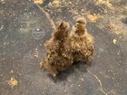 12  Silkie Hatching Eggs Hens Choice  Black  White  Project 4 Satin frizzle