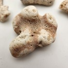 Coral Lot Of 7 Pieces Nautical Natural Ocean Sea Beach Aquarium