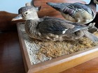 Vtg  Taxidermy Mounted Farm Raised Pr  On Base Gorgeous Detailing