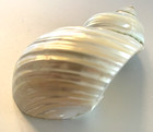 Vtg  2  5    Spiral Pearlized Turbo Petholatus Shell  Mother Of Pearl Seashell 65 