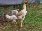 6 Super Rare  White Indio Gigante Hatching Eggs  The Tallest Chicken Breed