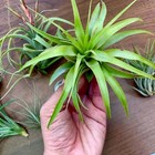 B Quality Air Plant Clearance Mix  minor Aesthetic Issues  10   Plant Pack