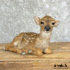  24696 E    Whitetail Deer Fawn Life-size Taxidermy Mount For Sale