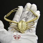 Crab Specimen Myra Fugax  Museum-quality Taxidermy   Display Box