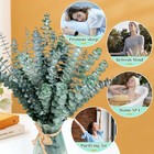 21 Pcs Real Dried Eucalyptus Stems  17  Natural Fresh Green 