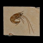 1 7  Fossil Shrimp Carpopenaeus Cretaceous Age 100 Mil Yrs Old Lebanon Coa