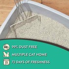 Special Kitty Odor Control Tight Clumping Cat Litter  Fresh Scent  40 Lb 2 Pack
