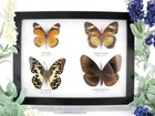 4 Beautiful Butterfly Butterflies In Showcase  Framed - Real - Taxidermy A_4q_05