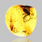 Rare Ricinulei  hooded Tick-spider  - Fossil Insect Inclusion In Burmese Amber
