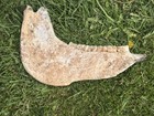 Large Real Horse Jaw Bone Lower Mandible Teeth Skull Taxidermy Oddity Bones