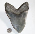 Megalodon Shark Tooth Fossil Natural No Repair 5 87  Huge Museum Quality