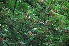 2024 Fresh Sichuan Pepper Seeds Zanthoxylum Piperitum