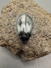 Rancho Labrea Formation- Hydrophilus Sp   tar Pit Beetle  Kern County  Ca 