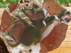 Tcr Willow Creek Jasper rough Slab 150g   porcelain-like W  Orbs   Streamers idaho
