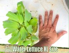 Water Lettuce Xl Live Aquatic Plants Aquarium Freshwater Extra Large Aquarium