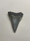 Great White Shark Tooth Real Fossil Teeth Florida