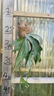 Platycerium Staghorn Wallinckii  6