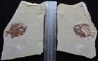 Stichocentrus 41 - Both Sides Preserved   Not Broken -cretaceous Fossils Lebanon