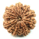 Super Collector Size 12 Mukhi Rudraksha - Nepal - Igl Certified With  Cappin