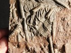 Larger  430 Million Year Old  Crinoid Fossil Or Sea Lily Fossil Morocco 702gr