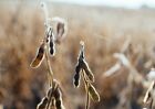 Soybean Seeds For Planting- Protein-rich Nitrogen-fixing Legume For Planting
