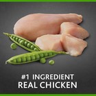 Pure Balance Pro  Small Breed Chicken   Pea Recipe Dry Dog Food  8 Lbs